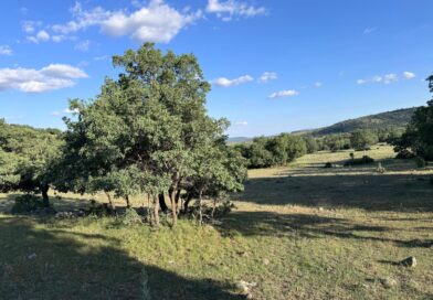 SARIOĞLU EMLAKTAN ERENKAYADA SATILIK MÜSTAKİL İMARSIZ TARLA